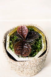 Labisia sp. Kalimantan